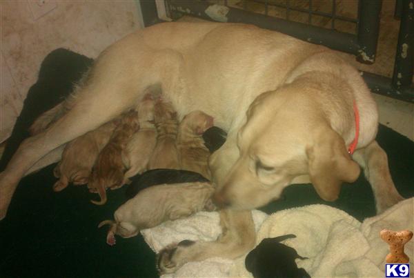 Labrador Retriever Puppies in TX